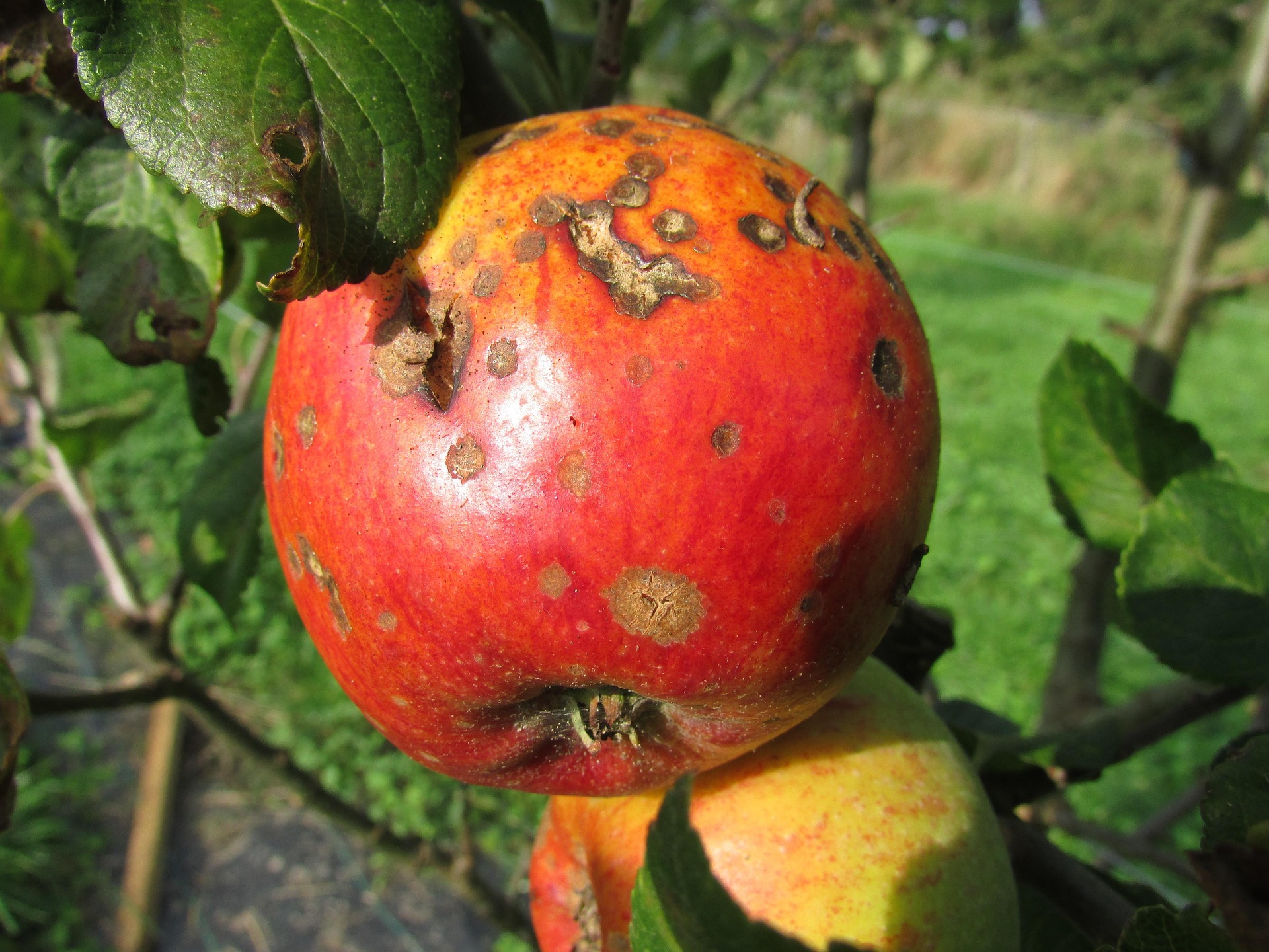 Apple Scab on Vancouver Island: How to Identify, Treat, and Prevent It